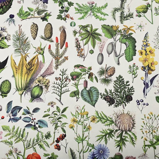 Botany Plants Book Vegetables! 1 Yard Quality Stiff Cotton Toile Fabric, Fabric by Yard, Yardage Cotton Canvas Fabrics for Bags