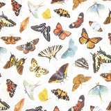 Butterfly Species Book 4 prints! 1 Yard Medium Thickness Plain Cotton Fabric, Fabric by Yard, Yardage Cotton Fabrics for Clothes Crafts